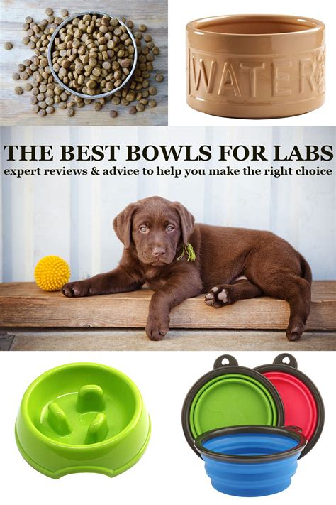 best dog bowls reviews.